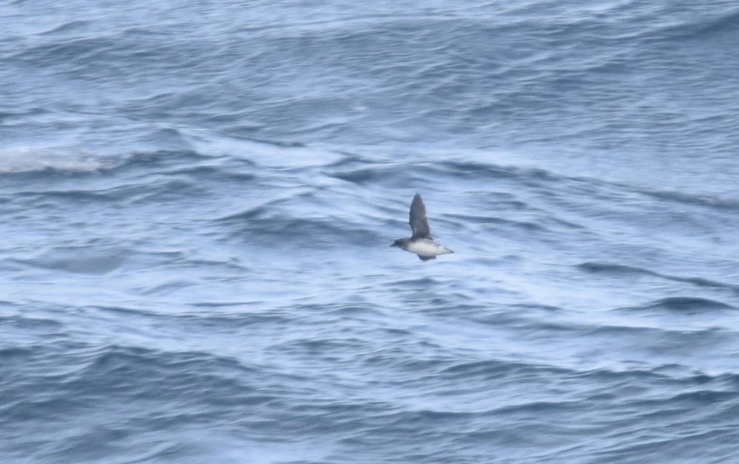 Common Diving Petrel (Pelecanoides urinatrix), photo 2
