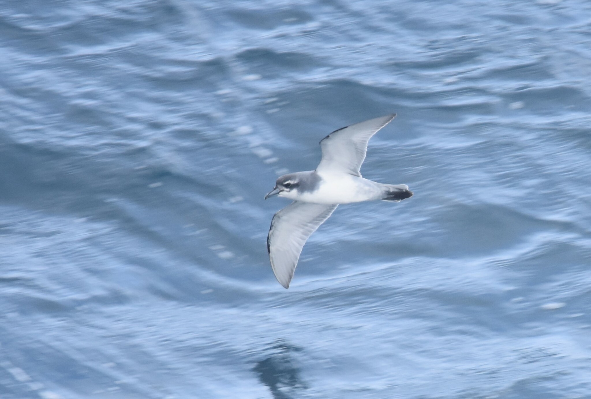 Salvin's Prion (Pachyptila salvini), photo 8