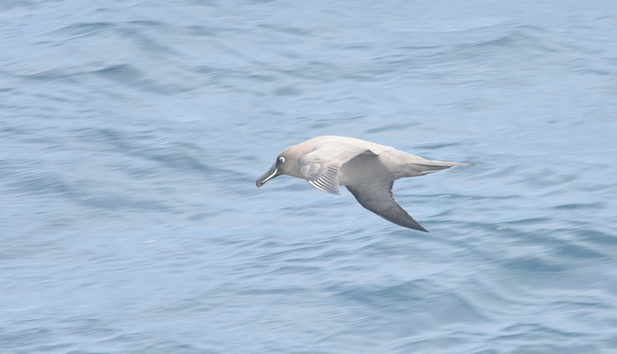 Sooty Albatross (Phoebetria fusca), photo 8
