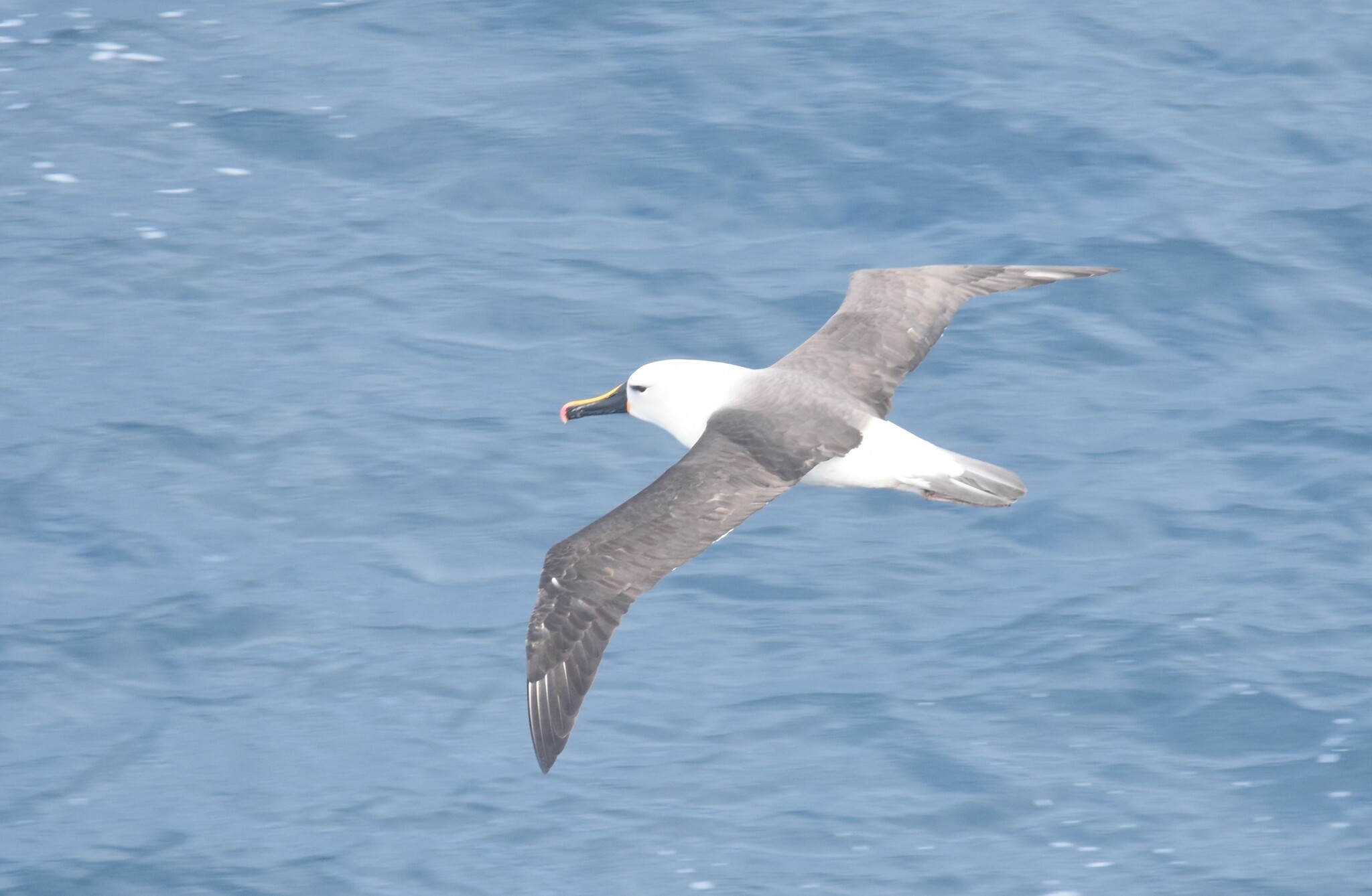 Indian Yellow-nosed Albatross (Thalassarche carteri), photo 6