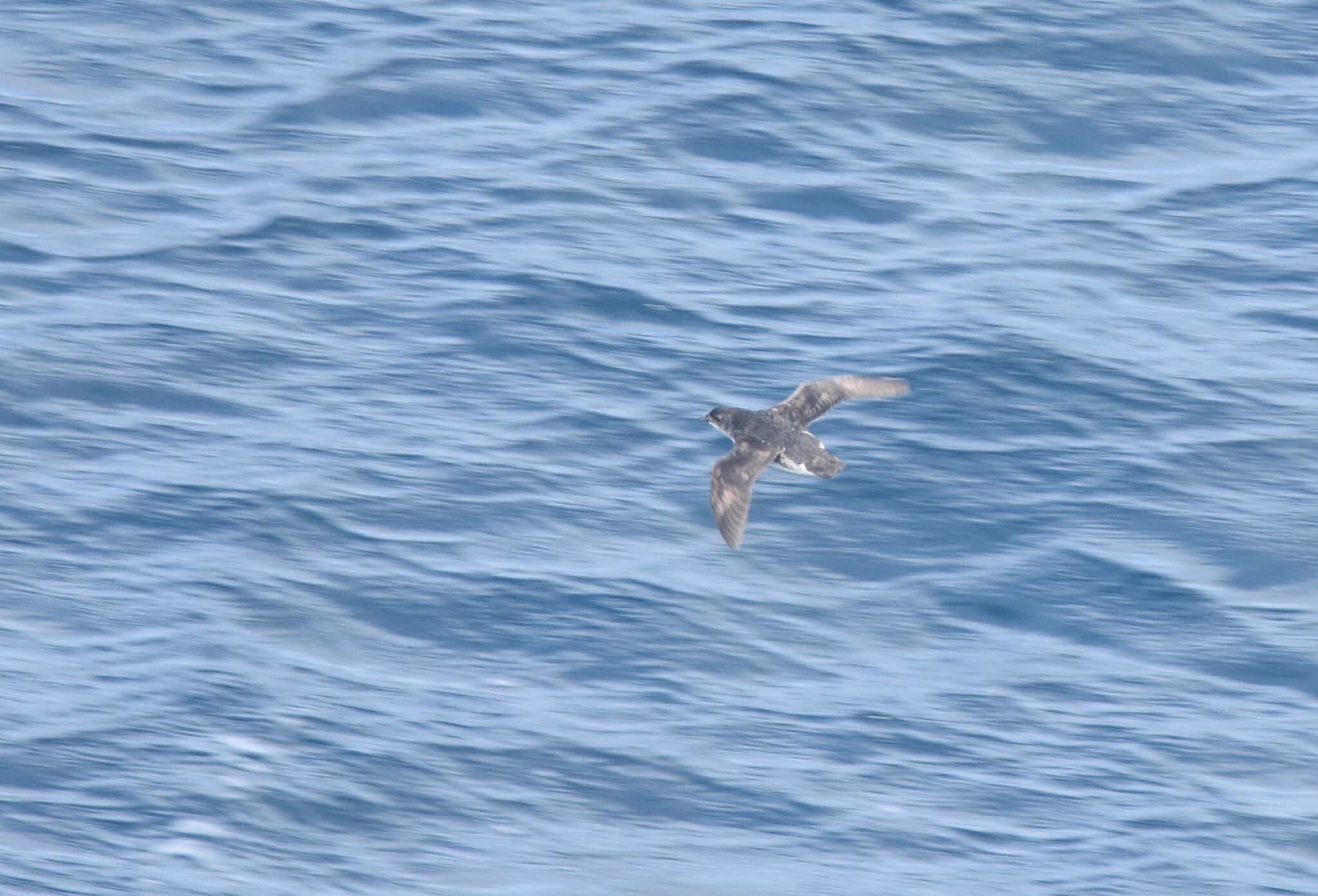 Common Diving Petrel (Pelecanoides urinatrix), photo 3