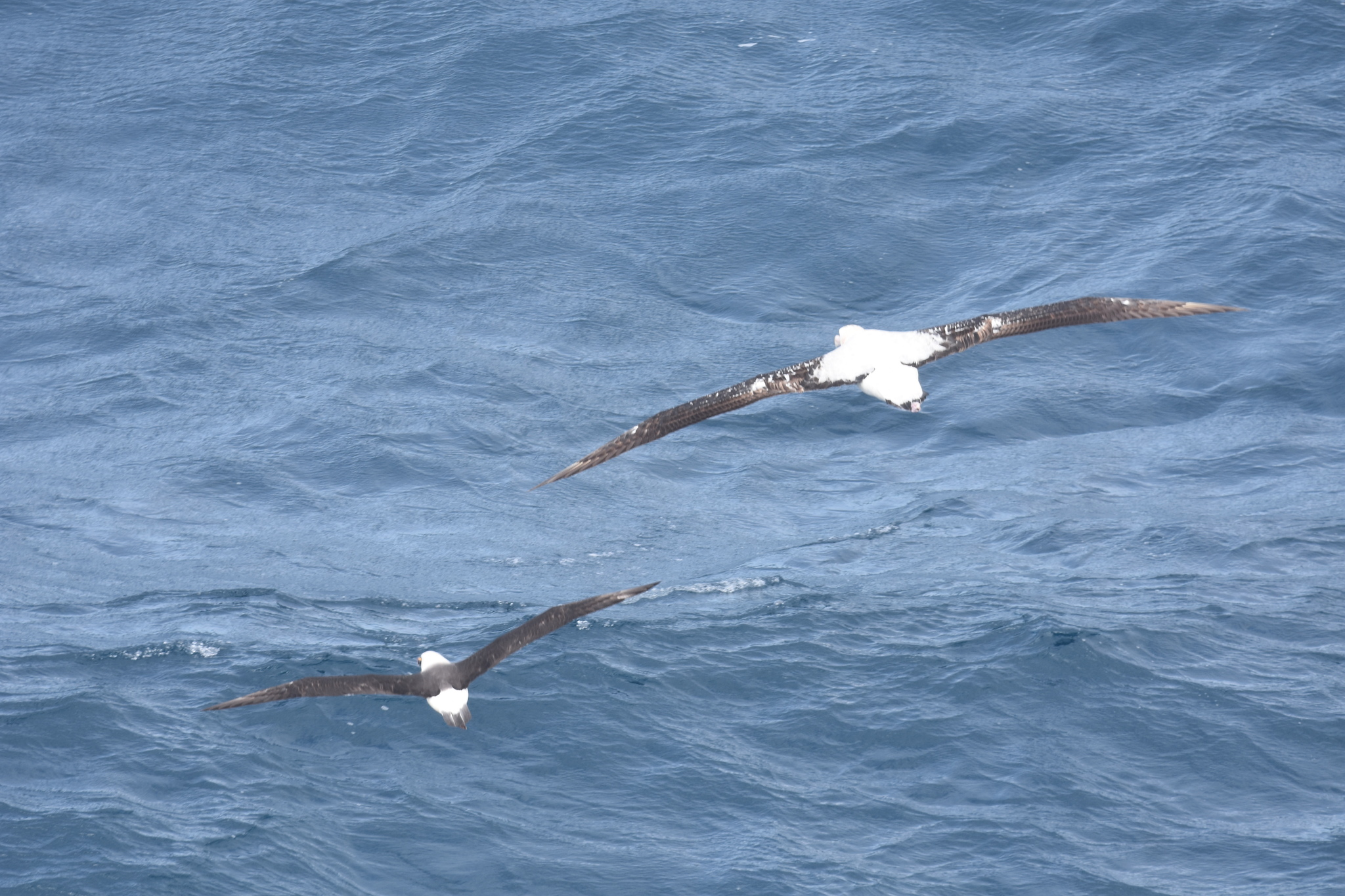 Indian Yellow-nosed Albatross (Thalassarche carteri), photo 5