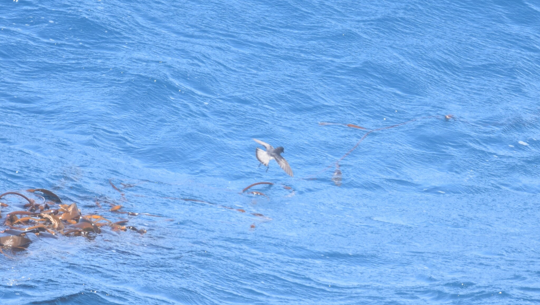 Grey-backed Storm Petrel (Garrodia nereis), photo 9