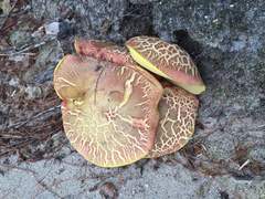 Baorangia