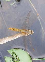 Brachythemis contaminata