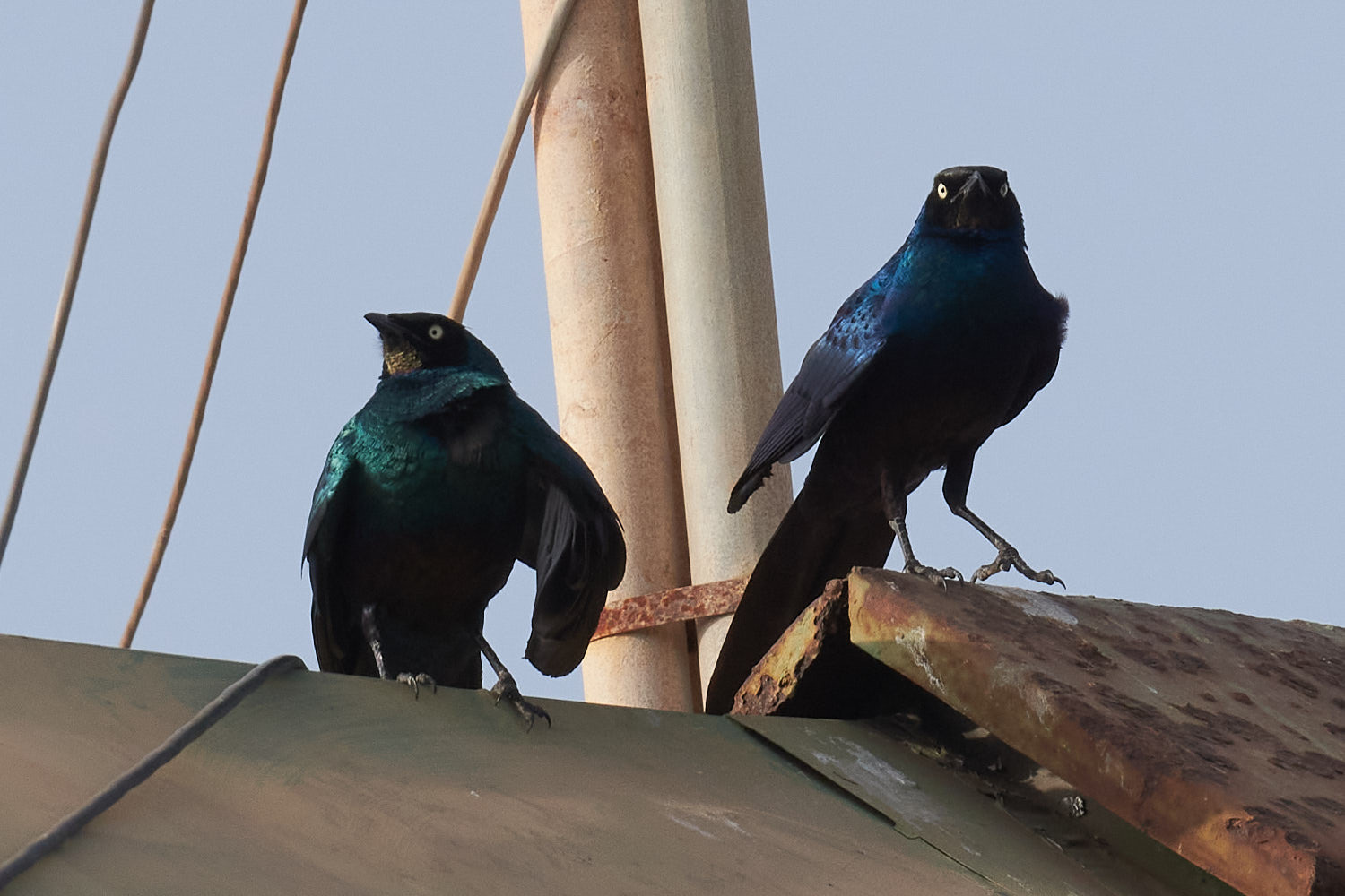 Long-tailed Glossy Starling illustration