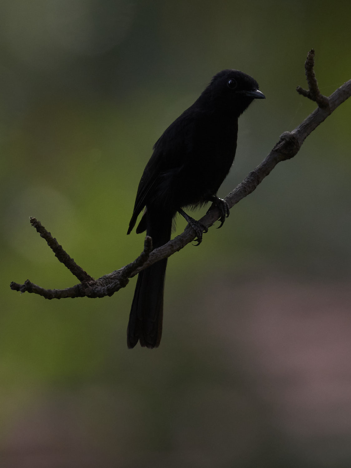 Northern Black Flycatcher (Melaenornis edolioides), photo 3