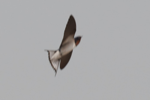 Red-chested Swallow (Hirundo lucida)