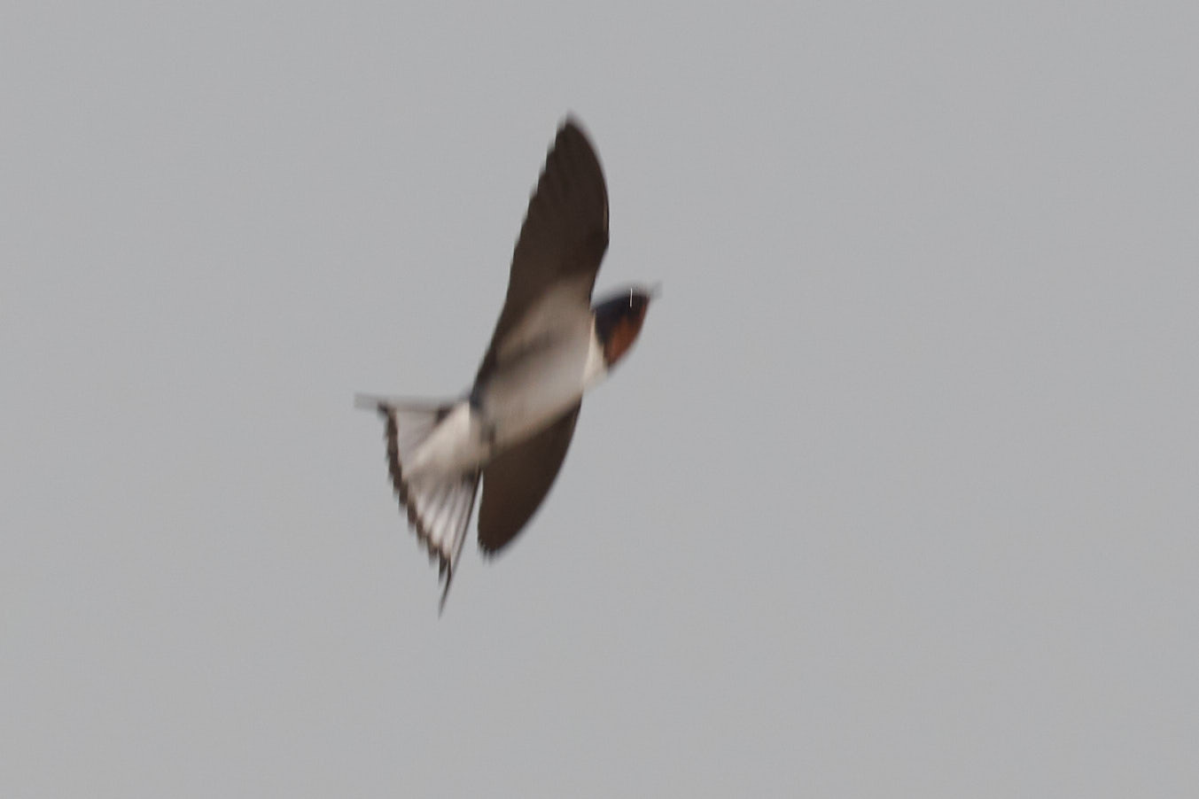 Red-chested Swallow (Hirundo lucida), photo 1