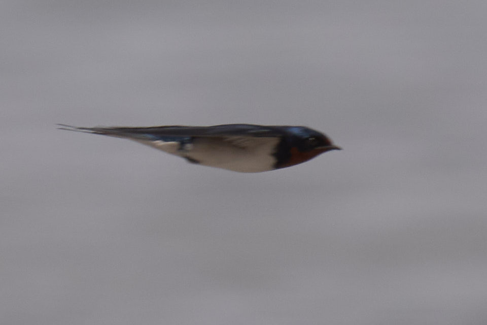 Red-chested Swallow (Hirundo lucida), photo 2