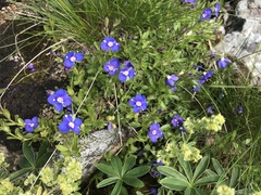 Veronica fruticans