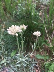 Antennaria rosea