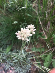 Antennaria rosea