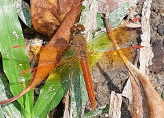 Brachythemis contaminata