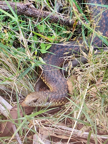 Highlands Copperhead sighting