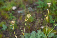 Phlojodicarpus sibiricus