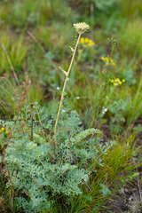 Phlojodicarpus sibiricus