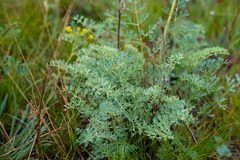 Phlojodicarpus sibiricus