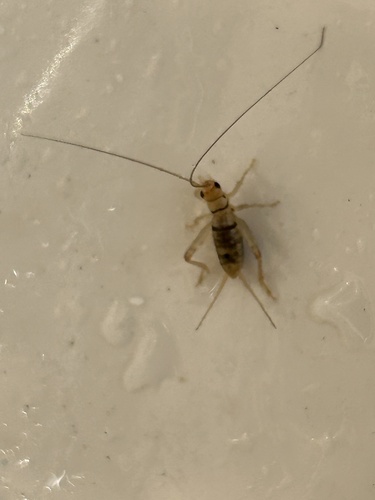 Tropical House Cricket