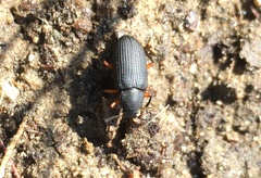 Haplandrus fulvipes