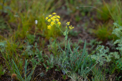 Bupleurum multinerve