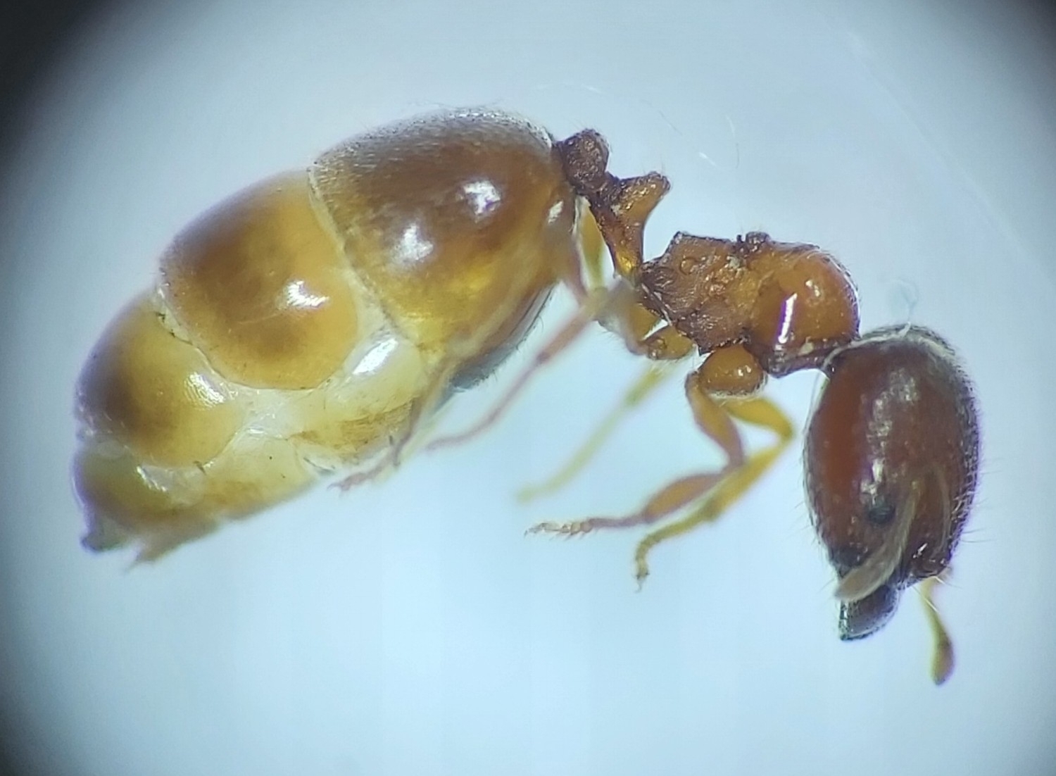 Carebara altinodus