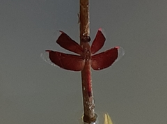 Neurothemis fluctuans