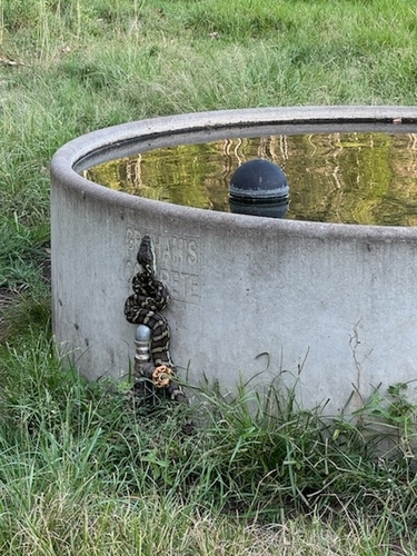 Coastal Carpet Python sighting