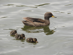 Yellow-Billed Teal photo 5