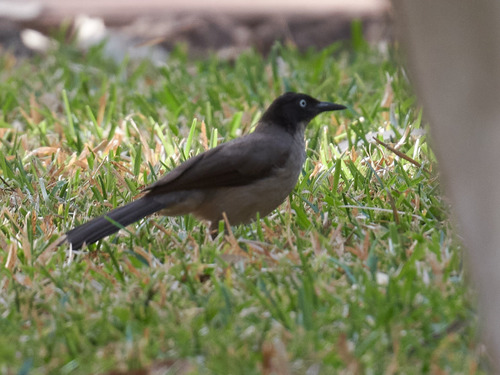 Blackcap Babbler (Turdoides reinwardtii), photo 4