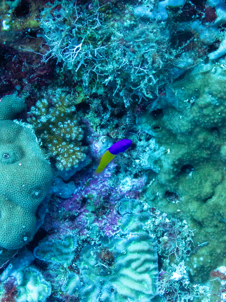 Royal Dottyback (Pictichromis paccagnellae)