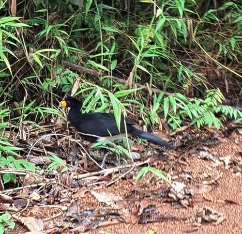 Black Curassow (Crax alector), photo 5