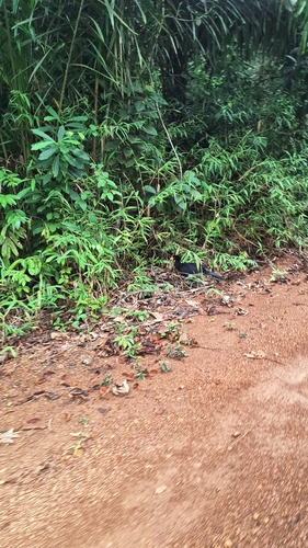 Black Curassow (Crax alector), photo 6