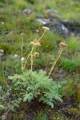 Phlojodicarpus sibiricus