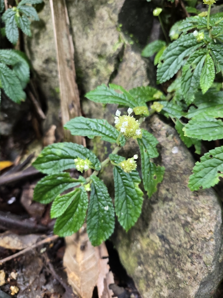 Elatostema stipitatum