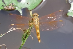 Brachythemis contaminata
