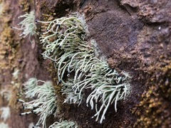 Pilophorus acicularis