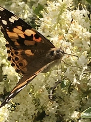 Vanessa cardui