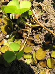 Marsilea polycarpa