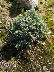 Antimima granitica