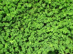 Marsilea polycarpa