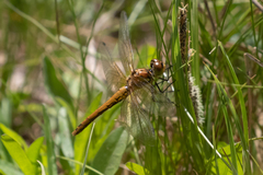 Sympetrum semicinctum