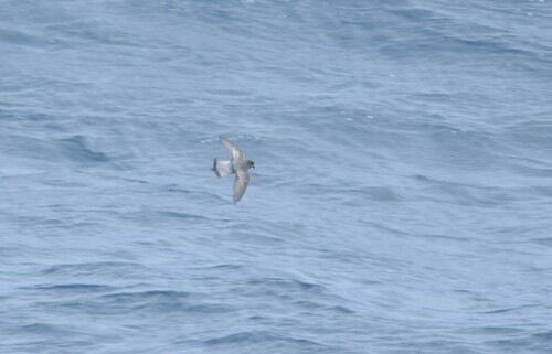 Grey-backed Storm Petrel (Garrodia nereis), photo 9