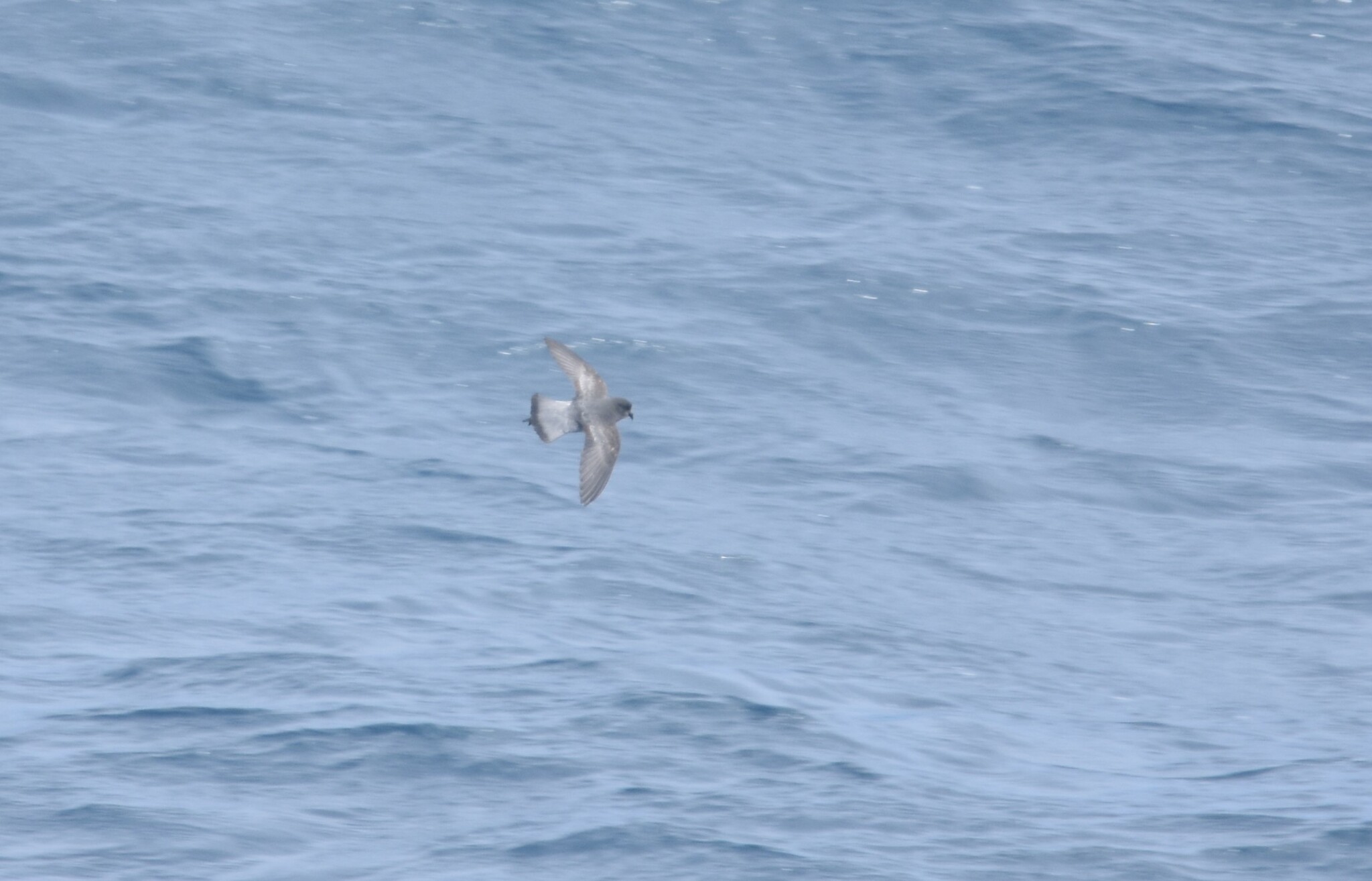 Grey-backed Storm Petrel (Garrodia nereis), photo 10