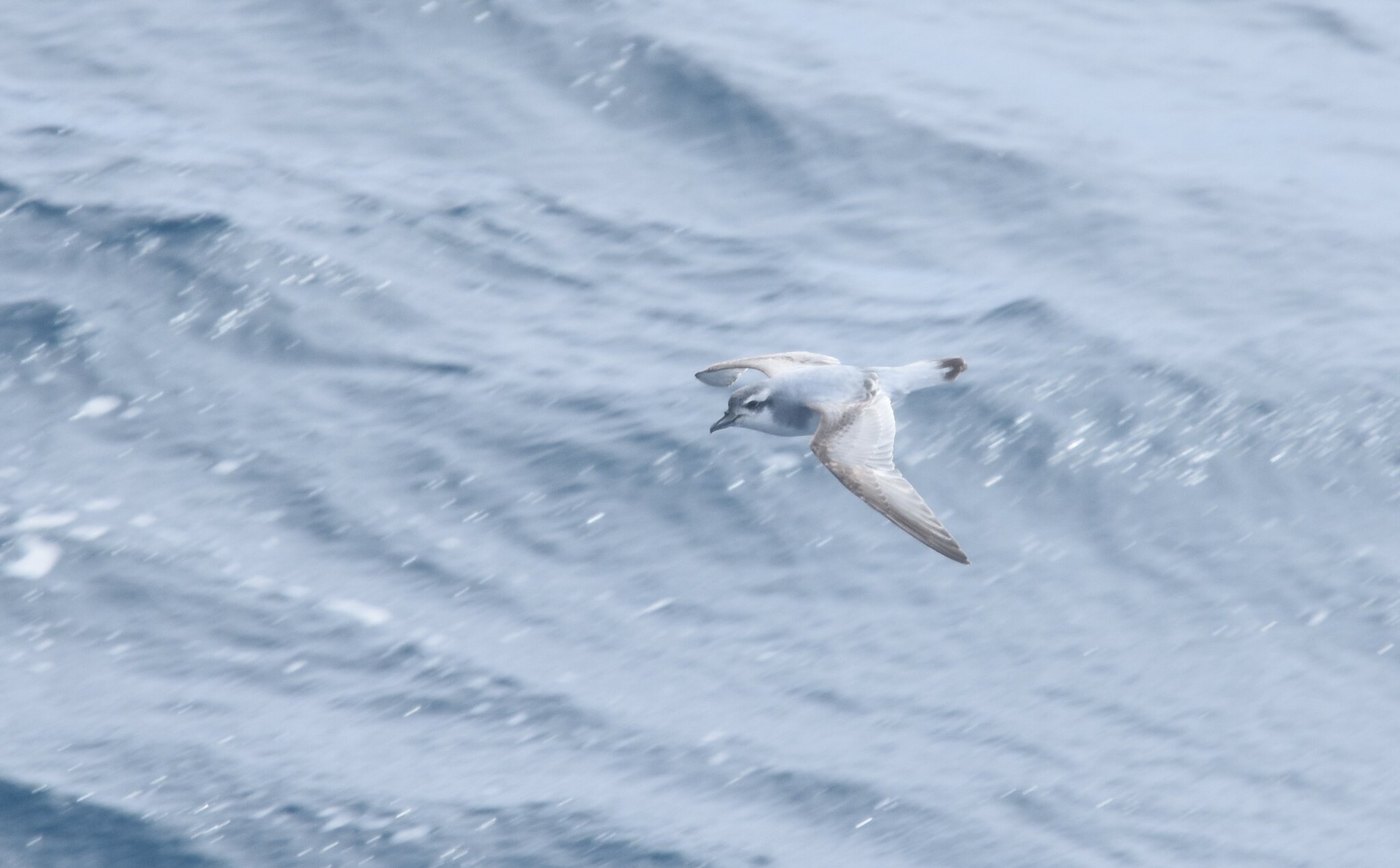 Salvin's Prion (Pachyptila salvini), photo 9