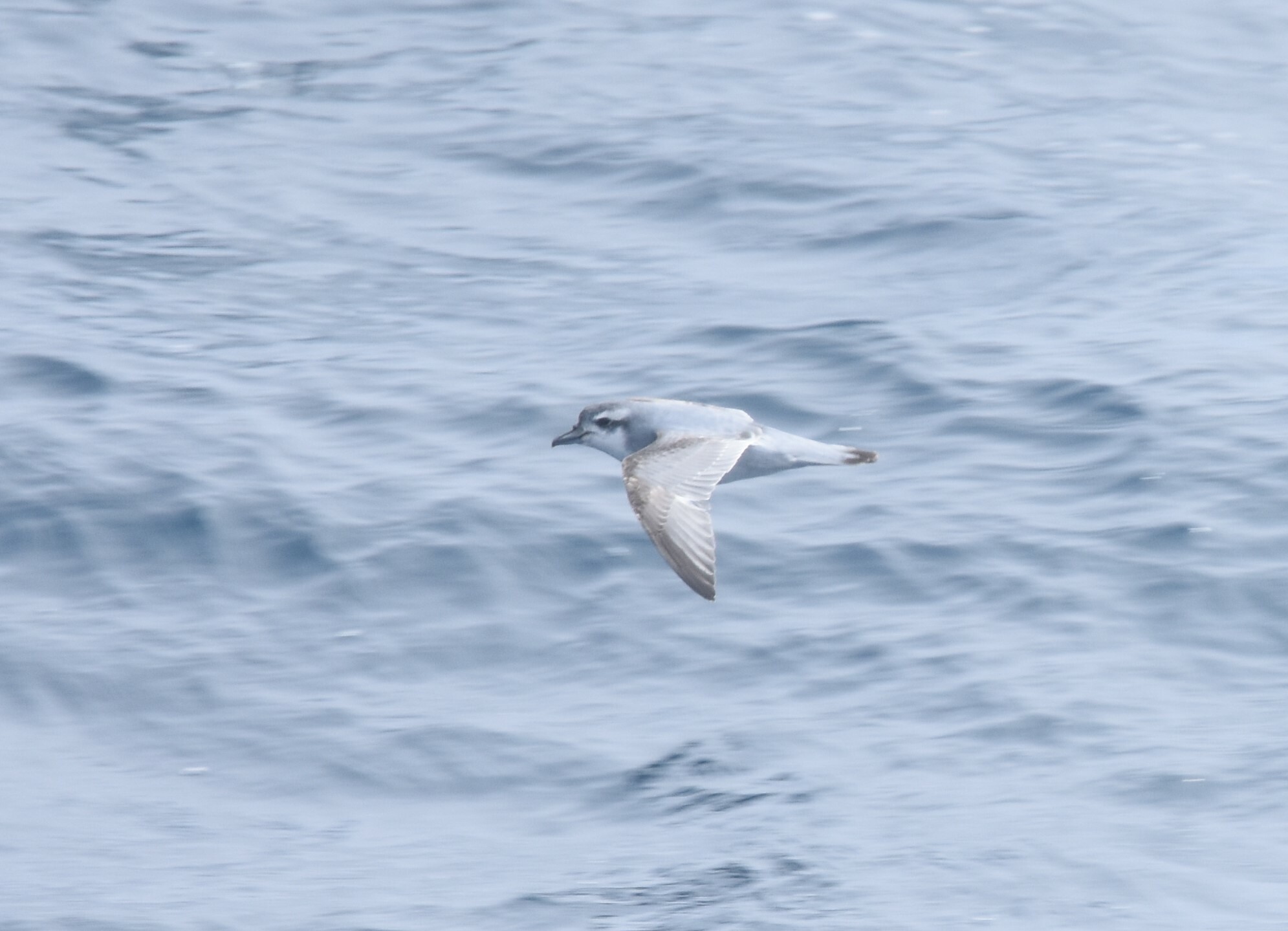 Salvin's Prion (Pachyptila salvini), photo 10
