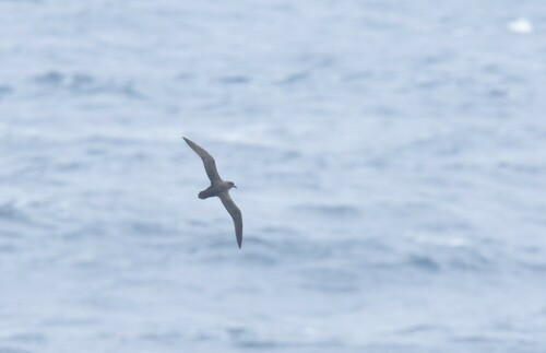 Petrel aligrande (Pterodroma macroptera)
