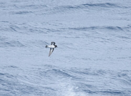Grey-backed Storm Petrel (Garrodia nereis)