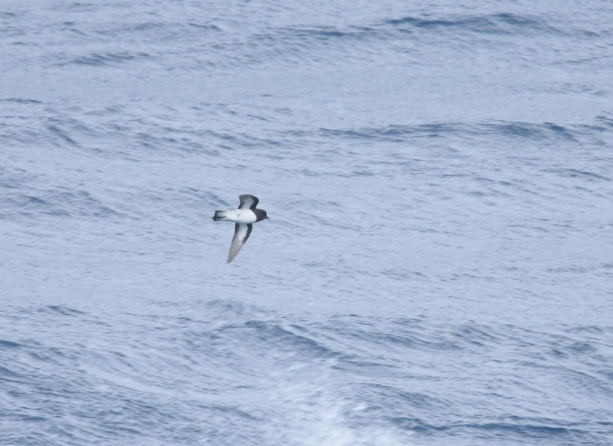 Grey-backed Storm Petrel (Garrodia nereis), photo 1