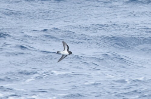 Grey-backed Storm Petrel (Garrodia nereis), photo 2